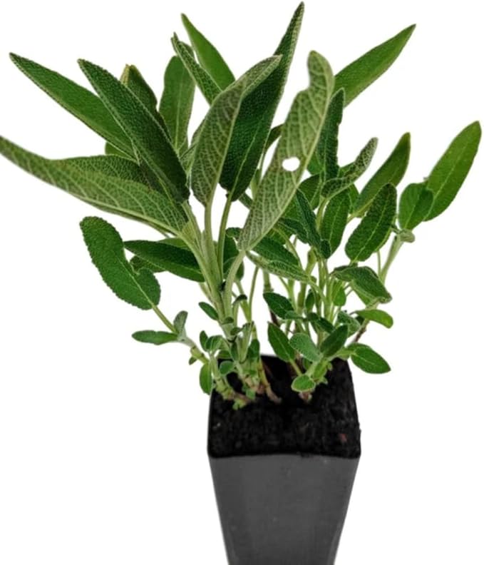 Black and Blue Salvia Guaranitica β Live Perennial Plant 3" Pot β Hummingbirds