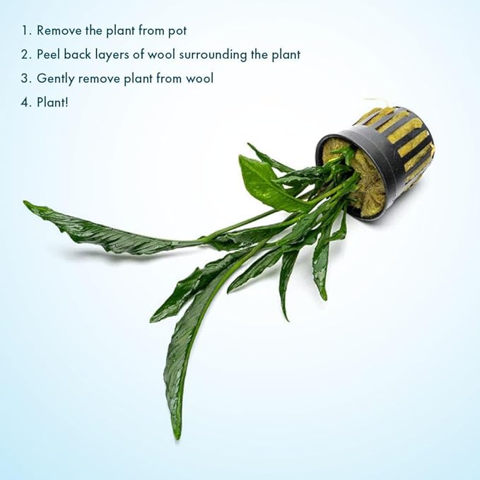 Live Jungle Plants - Anubias Heterophylla ‘Supernova’ - Large Leaf Rhizome Plant for Midground to Background Freshwater Aquascapes, Low Light Accent - Pot