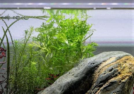 Live Aquarium Stem Plants - Freshwater Aquatic Plant for Fish Tanks, Aquascaping - (Water Wisteria Hygrophila Difformis, 4 Bunches)