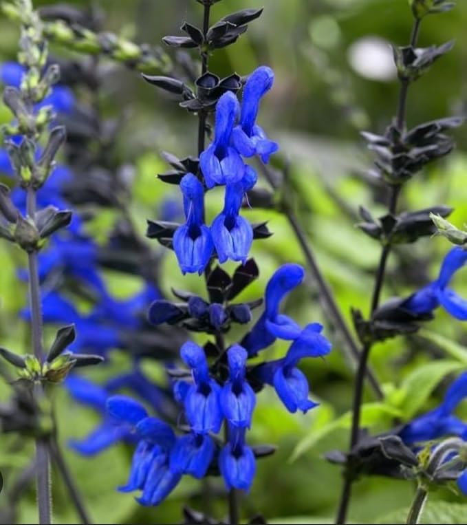 Black and Blue Salvia Guaranitica β Live Perennial Plant 3" Pot β Hummingbirds