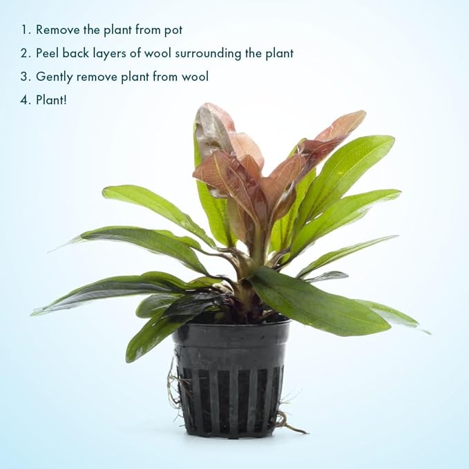 Live Plants - Echinodorus ‘Red Rubin’ (Echinodorus sp.) - Medium to High Light, Red Green, Midground to Background, Freshwater Aquascaping Aquatic Plant - Pot