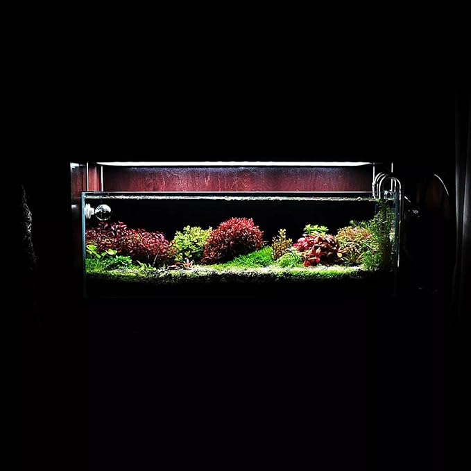 Live Aquarium Red Stem Plants - Freshwater Aquatic Plant for Fish Tanks, Aquascaping - (Alternanthera Reineckii Rosanervig, 1 Bunch)