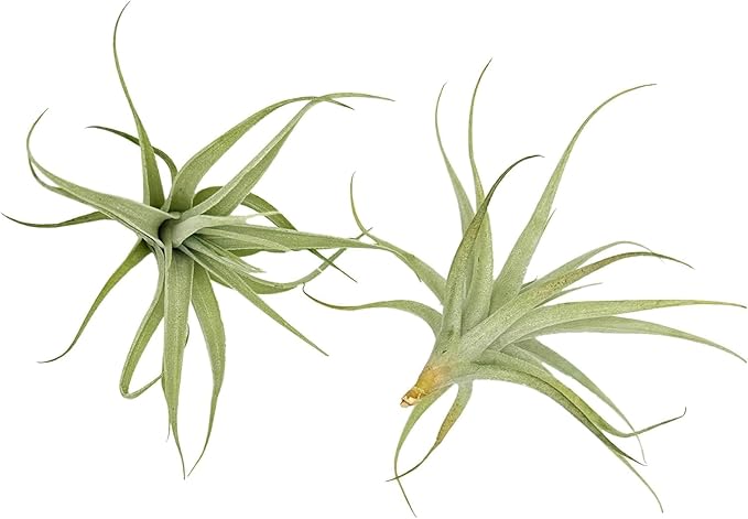 Live Air Plants - Tillandsia Albida 3-5" - 2ct – ragnaroc Live Indoor Plant - Live Arrival Guaranteed - House Plants for Home Decor & Gift
