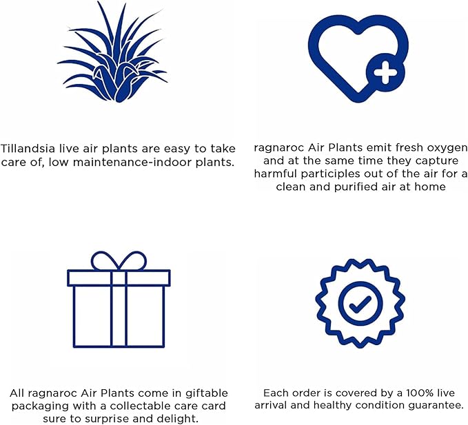 Live Air Plants - Tillandsia Butzii, Jumbo 7-9" - 2ct - Live Arrival Guaranteed - House Plants for Home Decor & Gift