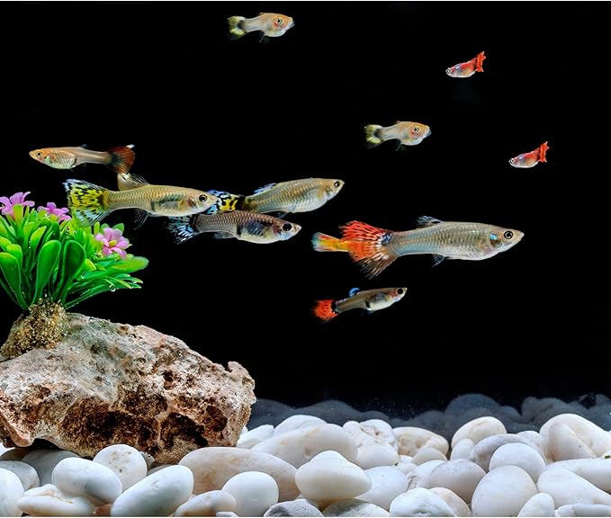 Mr. Fireglass 10lb White River Rocks, 3/8 inch Natural Decorative Polished Pebbles Aquarium Gravel Stones for Landscaping, Indoor Plants, Vase, Succulent, Fish Tank