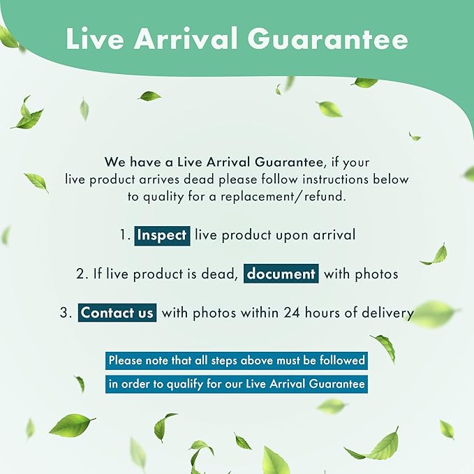 Live Aquarium Plants on Driftwood, Lava Rock, Moss, Fiber Mat - Freshwater Fish Tanks - Easy, Beginner Friendly Vesicularia Montagnei (Floating Christmas Moss Ball)