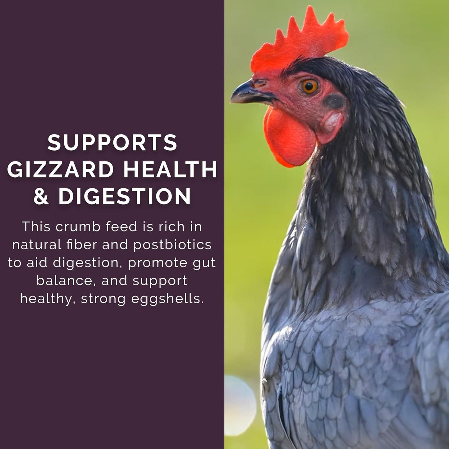 Layer Crumb Feed, 40lbs - Non-GMO, High-Protein Poultry Feed for Healthy Hens & Nutritious Eggs, 17.5% Protein - USDA Certified Organic Blend, Soy & Corn-Free