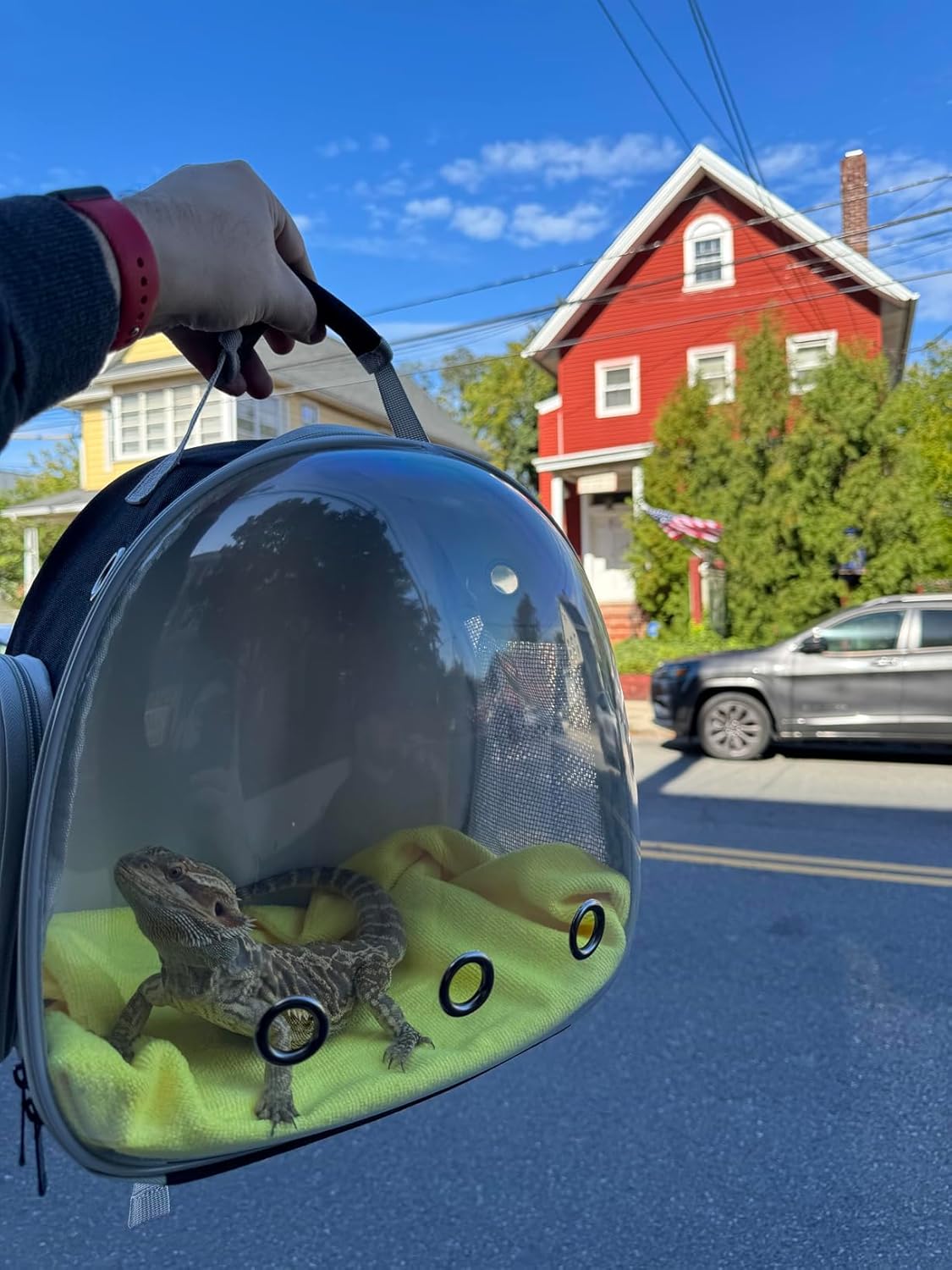 Small Animal Portable Backpack Carrier with Leather Harness and Leash Set,Space Capsule Clear Bubble Window Travel Backpack for Bearded Dragon,Guinea Pig,Rabbit,Airline Approved