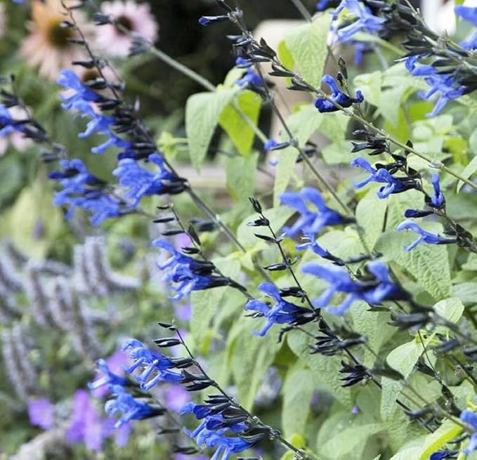 Black and Blue Salvia Guaranitica β Live Perennial Plant 3" Pot β Hummingbirds