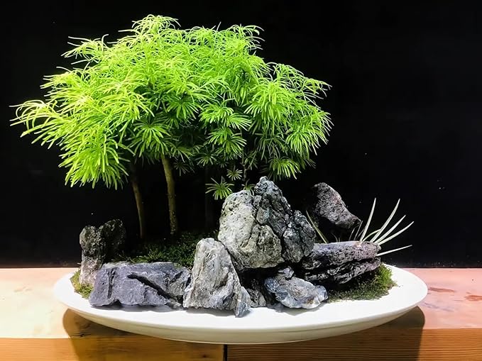 Natural Seiryu Dragon Stone - 11 Pound Aquarium Rock for Fish Tank Reptile and Amphibious Tank 3-8 Inch Aquarium Decoration