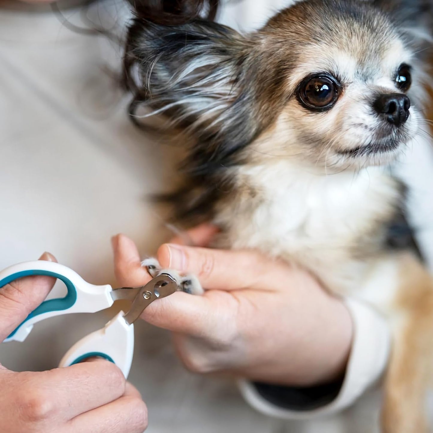 Cat Nail Clipper, Durable Stainless Steel Cat Nail Trimmer with Sharp Blade and Anti-Slip Handle, Professional Small Animal Claw Clippers for Cats Kittens Dogs Rabbits Guinea Pigs