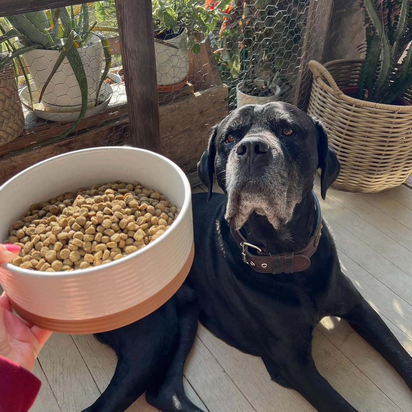 Mora Ceramic Pet Bowl - Large Food/Water Dish for Large Dogs, Cats, Great Dane, Mastiff - 50oz or 8 Cups - Basic Bowls - Vanilla White