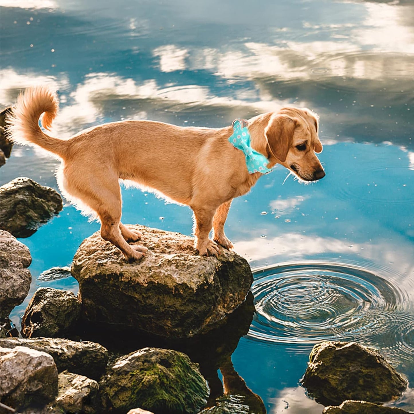 Elegant Little Tail Bowtie Collar for Small to Large Dogs
