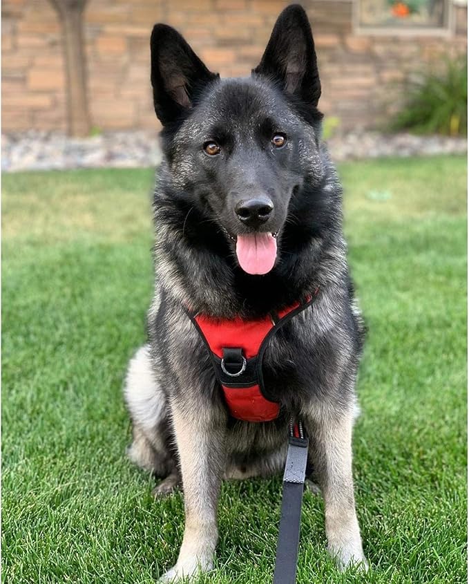 rabbitgoo Dog Harness, No-Pull Pet Harness with 2 Leash Clips, Adjustable Soft Padded Dog Vest, Reflective No-Choke Pet Oxford Vest with Easy Control Handle for Large Dogs, Red, L