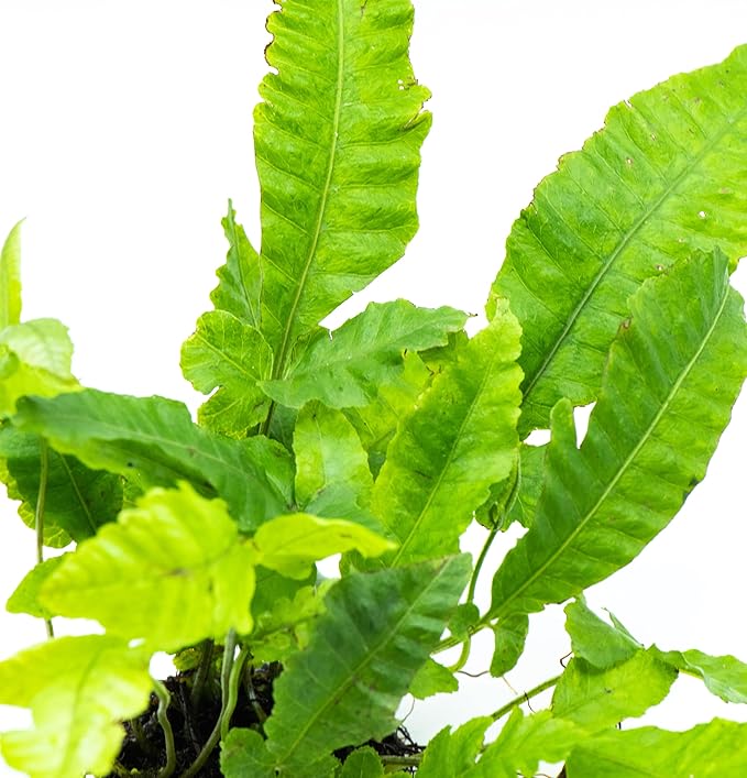 Java Fern Live Aquarium Plants – Windelov, Narrow Leaf & More– Easy Aquascaping Plants for Freshwater Tanks, Low Light, No CO₂ (Bolbitis Heteroclita on Nutripad)