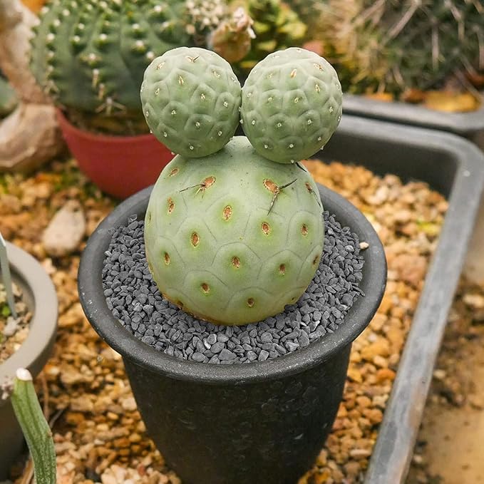 Mr. Fireglass Natural Decorative Gray Bean Pebbles, 1/5" Gravel Size River Rocks for Plants, Garden, Landscaping, Aquariums and Outdoor Decor (5-lb Bag)