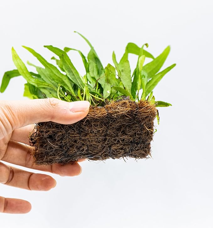 Java Fern Live Aquarium Plants – Windelov, Narrow Leaf & More– Easy Aquascaping Plants for Freshwater Tanks, Low Light, No CO₂ (Java Fern Narrow Leaf Mat)