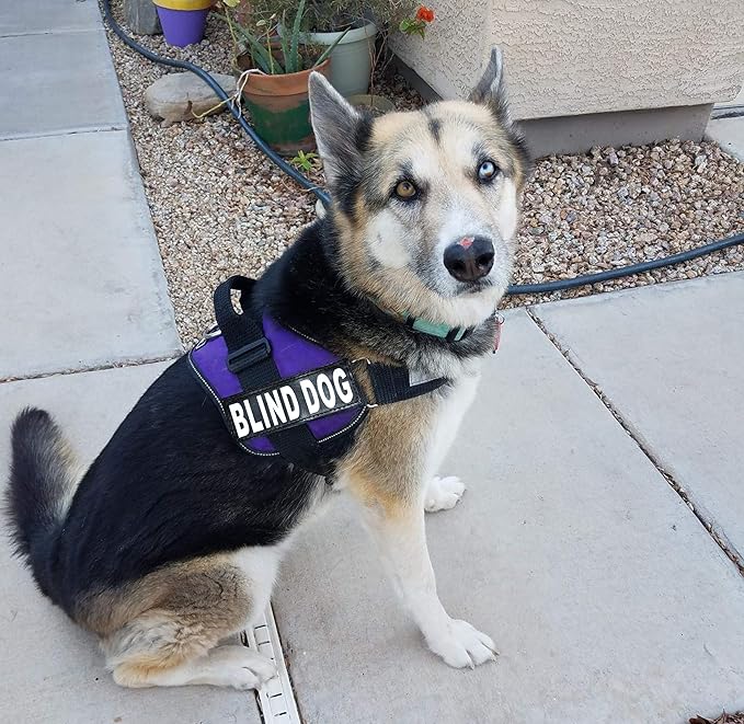 Doggie Stylz Blind Dog Harness No Pull No Escape Dog Vest for Blind Dogs Adjustable Vest with Handle Blind Dog Accessories and Patches for Training and Mobility