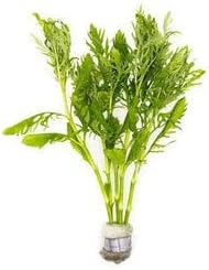 Live Aquarium Stem Plants - Freshwater Aquatic Plant for Fish Tanks, Aquascaping - (Water Wisteria Hygrophila Difformis, 4 Bunches)