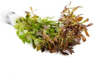Live Aquarium Stem Plants - Freshwater Aquatic Plant for Fish Tanks, Aquascaping - (Needle Leaf Ludwigia Arcuata, 1 Bunch)