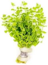 Live Aquarium Stem Plants - Freshwater Aquatic Plant for Fish Tanks, Aquascaping - (Micranthemum Umbrosum Giant Baby Tears, 4 Bunches)