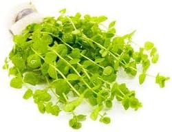 Live Aquarium Stem Plants - Freshwater Aquatic Plant for Fish Tanks, Aquascaping - (Micranthemum Umbrosum Giant Baby Tears, 1 Bunch)
