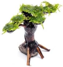Live Aquarium Plants on Driftwood, Lava Rock, Moss, Fiber Mat - Freshwater Fish Tanks - Easy, Beginner Friendly (Moss on Bonsai Tree, (Small))