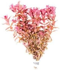 SubstrateSource Live Aquarium Red Stem Plants - Freshwater Aquatic Plant for Fish Tanks, Aquascaping - (Rotala Macrandra, 1 Bunch)