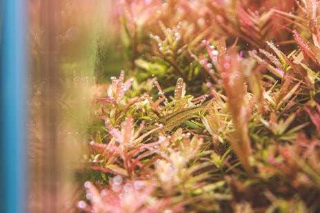 Live Aquarium Stem Plants - Freshwater Aquatic Plant for Fish Tanks, Aquascaping - (Rotala Indica, 4 Bunches)