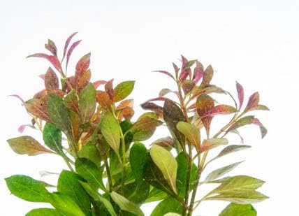 Live Aquarium Stem Plants - Freshwater Aquatic Plant for Fish Tanks, Aquascaping - (Ludwigia Repens, 4 Bunches)