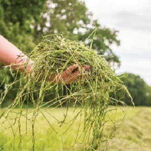 Blue Mountain Hay | Fresh Timothy Hay (25 Pounds) | Great for All Ages | High-Altitude Hay Pet Food for Rabbits, Guinea Pigs, Chinchillas, Hamsters, and Other Small Pets