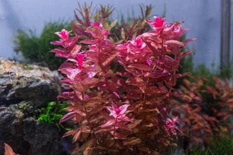 SubstrateSource Live Aquarium Red Stem Plants - Freshwater Aquatic Plant for Fish Tanks, Aquascaping - (Rotala Macrandra, 1 Bunch)