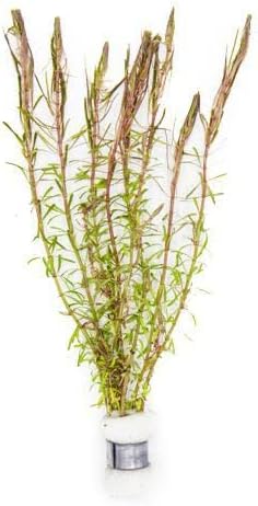 Live Aquarium Red Stem Plants - Freshwater Aquatic Plant for Fish Tanks, Aquascaping - (Rotala Wallichii, 4 Bunches)