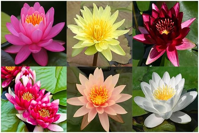 Live Hardy Water Lily Tubers Rhizomes Bulb Seed Nymphaea Aquatic Pond Plants Water Gardens Pre-Grown Flower in White Pink Red Yellow Orange Blue Purple (1, 3 Pk Hardy Lily Mix)