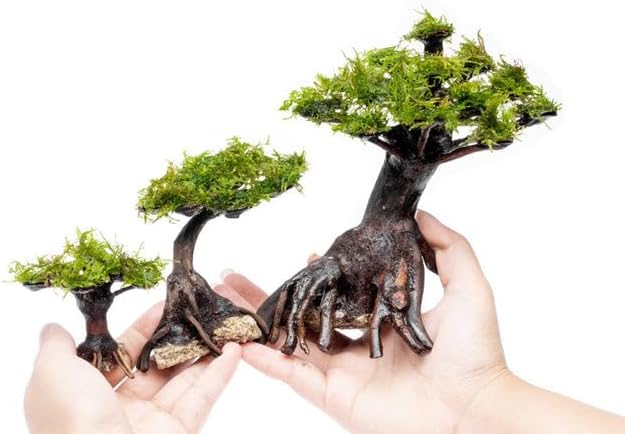 Live Aquarium Plants on Driftwood, Lava Rock, Moss, Fiber Mat - Freshwater Fish Tanks - Easy, Beginner Friendly (Moss on Bonsai Tree, (Medium))