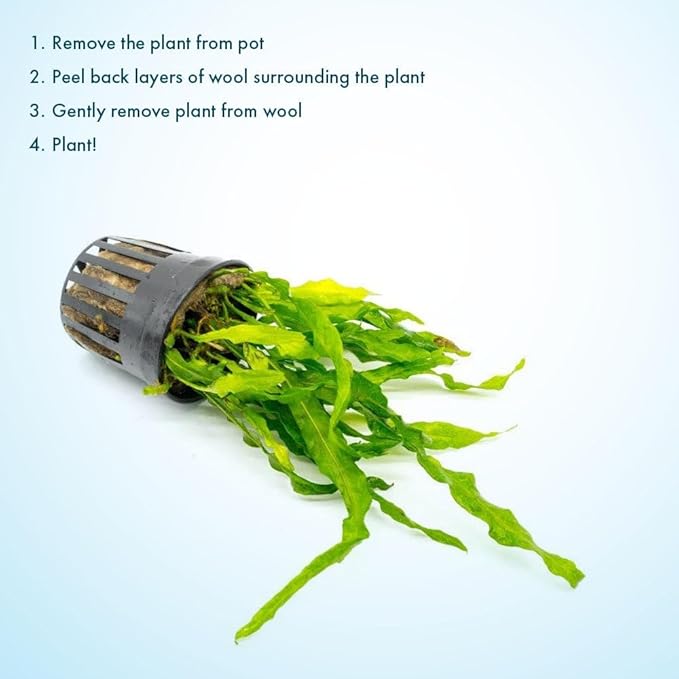 Live Plants - Java Fern ‘Flaming’ (Microsorum pteropus 'Flaming') - Low to Medium Light, Bright Green Accent Aquatic Plant, Midground Placement - Rhizome Growth - Pot, 3 Pack