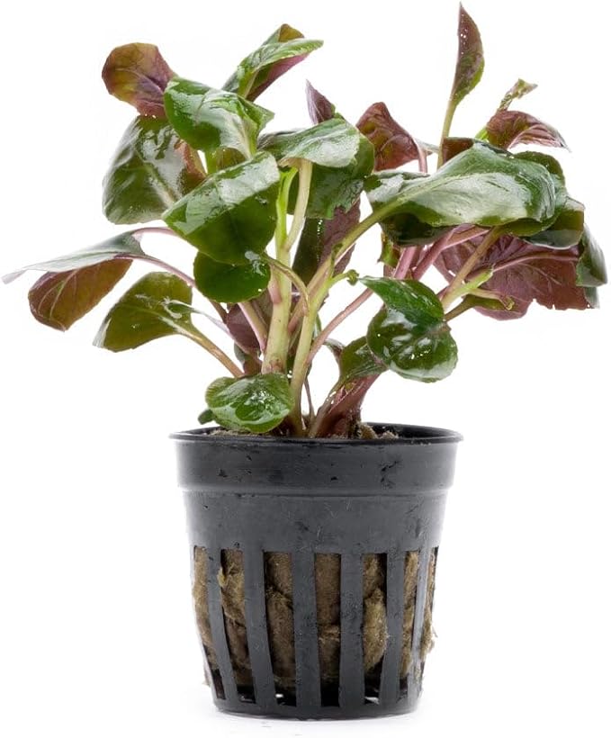 Live Plants - Lobelia Cardinalis (Lobelia cardinalis) - Moderate to High Light, Bright Green Accent Freshwater Aquatic Stem Plant, Midground Placement for Aquascaping - Pot, 3 Pack