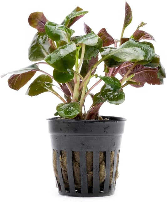 Live Plants - Lobelia Cardinalis (Lobelia cardinalis) - Moderate to High Light, Bright Green Accent Freshwater Aquatic Stem Plant, Midground Placement for Aquascaping - Pot, 3 Pack