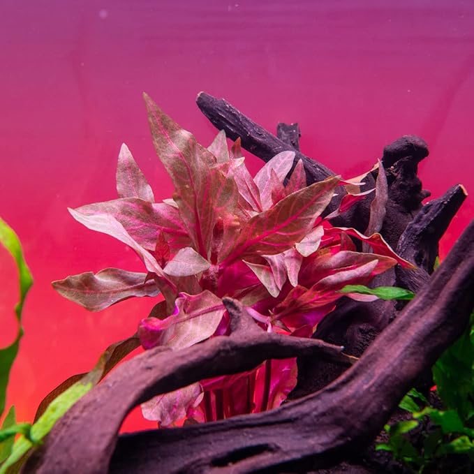 Live Aquarium Red Stem Plants - Freshwater Aquatic Plant for Fish Tanks, Aquascaping - (Alternanthera Reineckii Rosanervig, 1 Bunch)