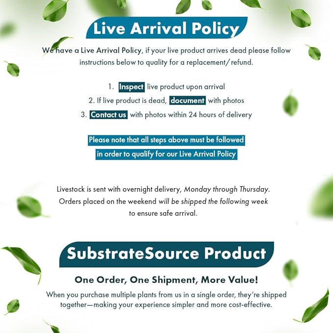 Live Plants - Fujian Rotala (Rotala Fujian) - Medium to High Light, Light Green to Pinkish-Red Accent Freshwater Aquatic Stem Plant, Midground to Background Placement - Pot, 4 Pack