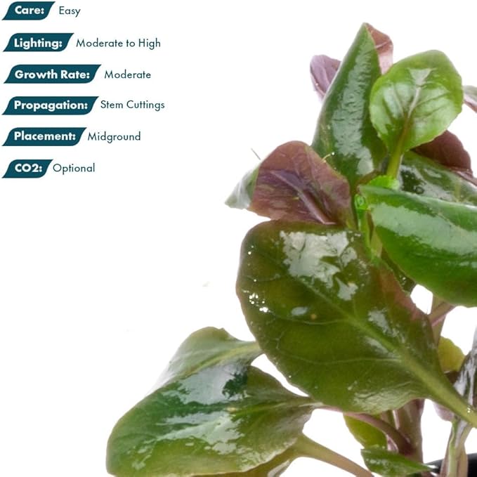 Live Plants - Lobelia Cardinalis (Lobelia cardinalis) - Moderate to High Light, Bright Green Accent Freshwater Aquatic Stem Plant, Midground Placement for Aquascaping - Pot, 3 Pack