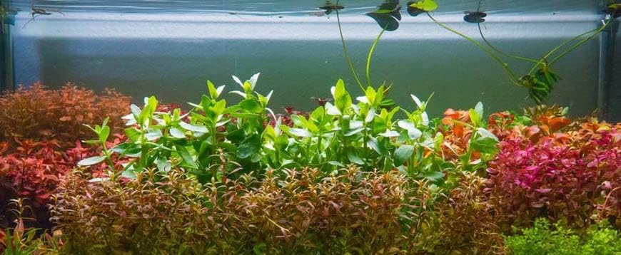 SubstrateSource Live Aquarium Stem Plants - Freshwater Aquatic Plant for Fish Tanks, Aquascaping - (Needle Leaf Ludwigia Arcuata, 1 Bunch)