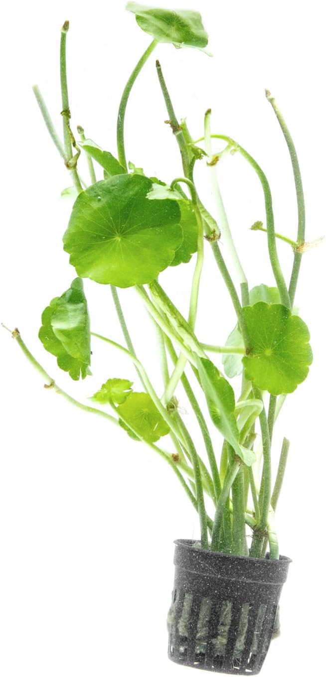 Live Aquarium Stem Plants - Freshwater Aquatic Plant for Fish Tanks, Aquascaping - (Hydrocotyle Verticillata, 1 Bunch)