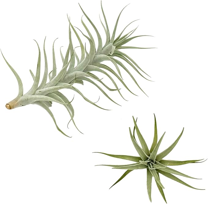 Live Air Plants - Tillandsia Albida 7-12" - 5ct – ragnaroc Live Indoor Plant - Live Arrival Guaranteed - House Plants for Home Decor & Gift