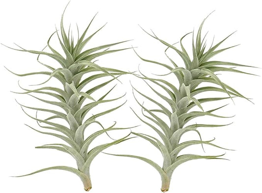 Live Air Plants - Tillandsia Albida 7-12" - 2ct – ragnaroc Live Indoor Plant - Live Arrival Guaranteed - House Plants for Home Decor & Gift