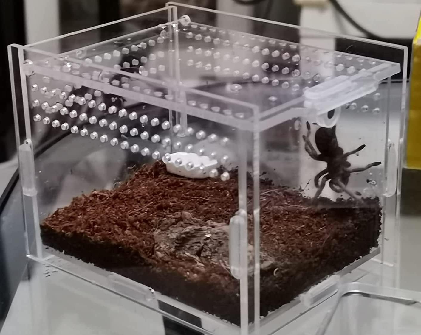 Magnetic Acrylic Case, micro habitat small Tarantula Enclosure enclosure for arboreal Tarantula Scorpion Sling Lizards Mantis Snake Gecko jumping spider snail Insect Isopods (3.5*3.5*3.7inch)