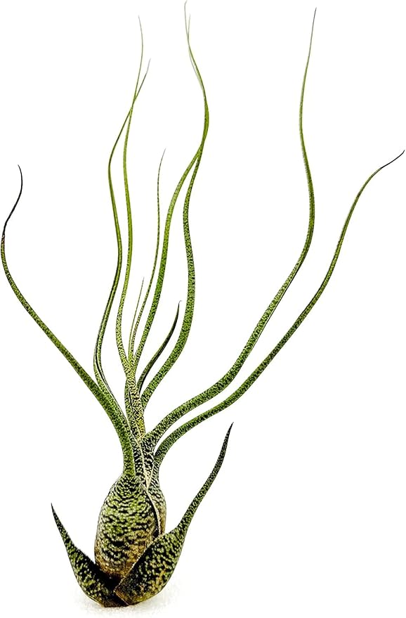 Live Air Plants - Tillandsia Butzii, Jumbo 7-9" - 3ct - Live Arrival Guaranteed - House Plants for Home Decor & Gift