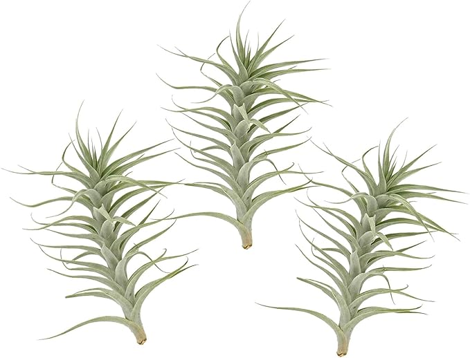 Live Air Plants - Tillandsia Albida 7-12" - 3ct – ragnaroc Live Indoor Plant - Live Arrival Guaranteed - House Plants for Home Decor & Gift