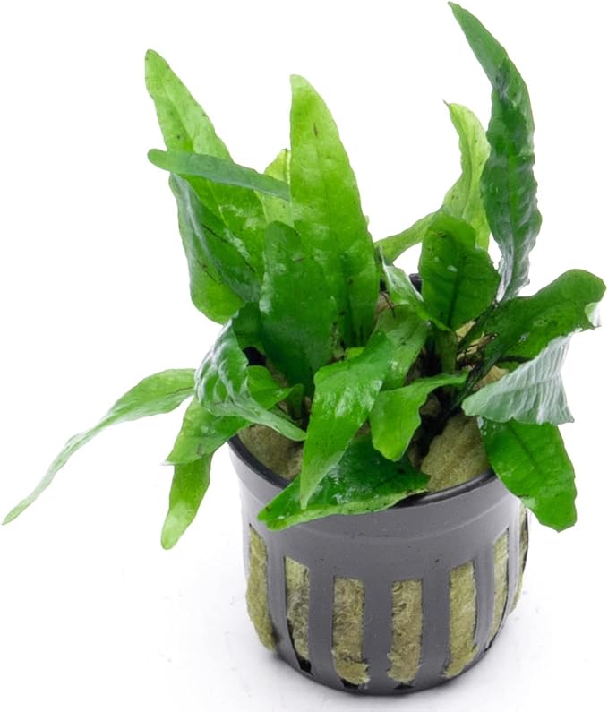 Java Fern Live Aquarium Plants - Potted Freshwater Plant for Fish Tanks - Beginner Friendly, Low Light (Narrow Mini, 5 Pots)