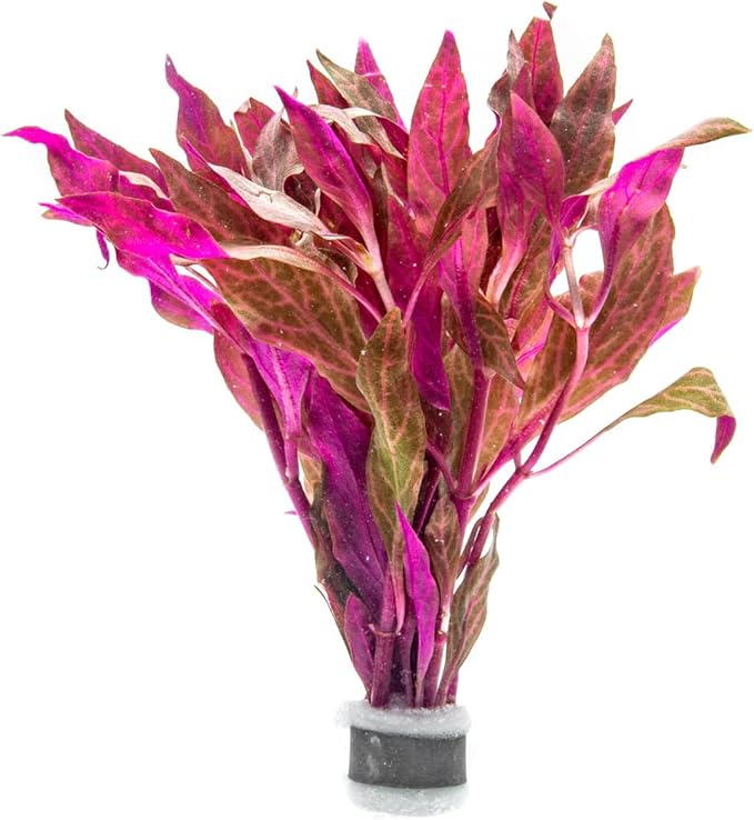 Live Aquarium Red Stem Plants - Freshwater Aquatic Plant for Fish Tanks, Aquascaping - (Alternanthera Reineckii Rosanervig, 1 Bunch)